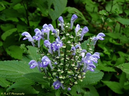 {Scutellaria incana var. punctata}